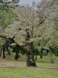 Chillin Under the Blossoms