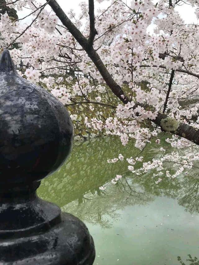 Cherry Blossoms in Hirosaki Castle Botanical Garden: A Floral Wonderland