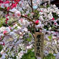 京都-原谷苑，此生必看的櫻花勝地！
