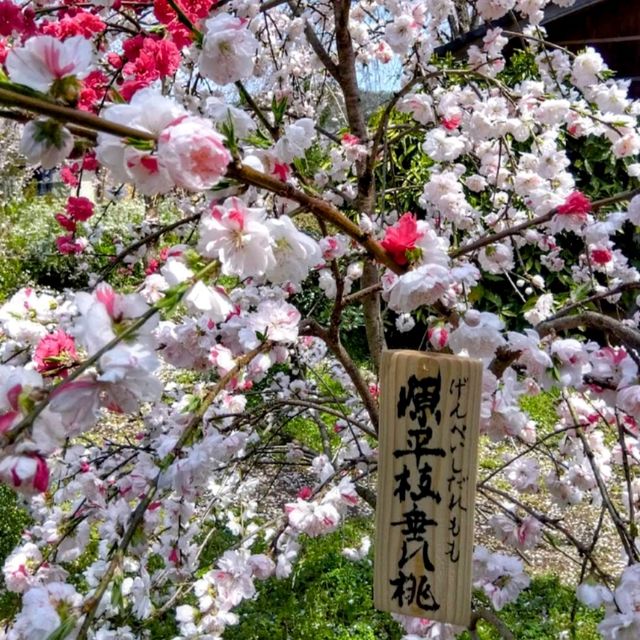 京都-原谷苑，此生必看的櫻花勝地！