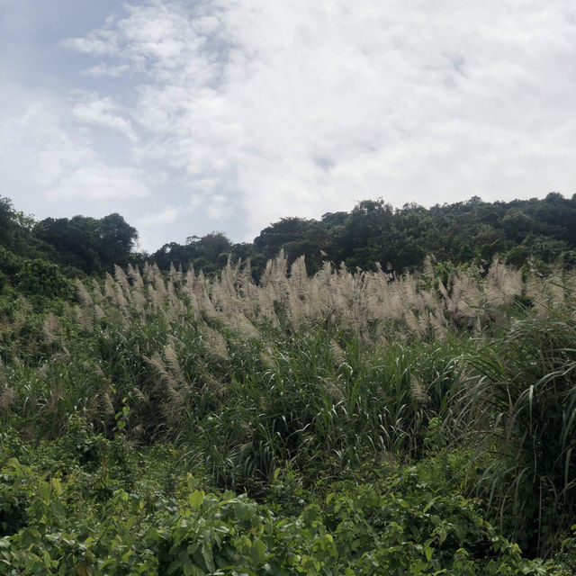 企嶺下老圍~堤壩