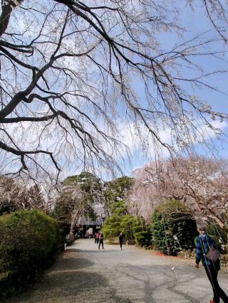Weeping Sakura and Peaceful Vibes