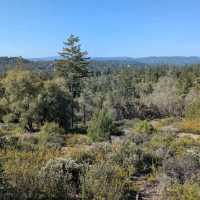 Henry Cowell Redwoods State Park – Felton, CA