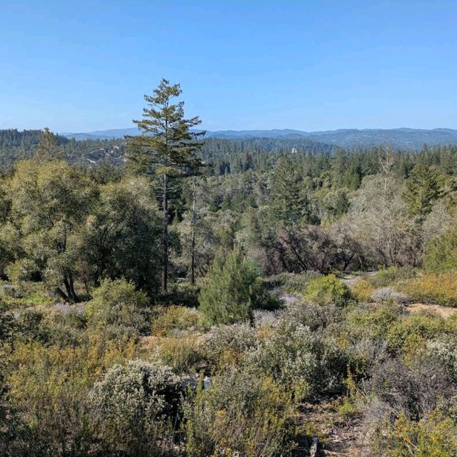 Henry Cowell Redwoods State Park – Felton, CA