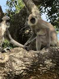 2 Days in Badulla – A Journey Through Nature and Culture