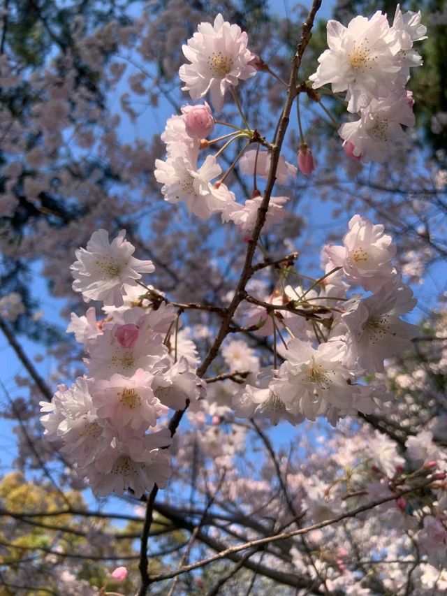春日絕景，小倉城櫻影夢幻行。