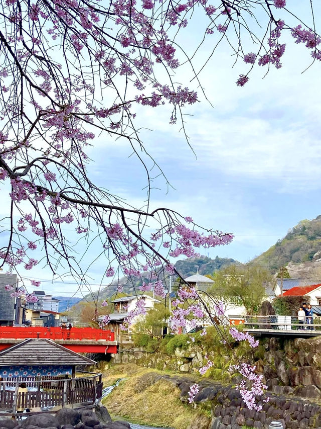 A Local Stroll Through Shuzenji – Temples, Blossoms & Comfort Food