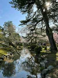 Kenroku-en Garden: A Timeless Cherry Blossom Experience in Kanazawa