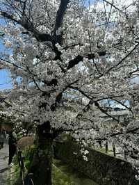 Philosopher’s Path: A Serene Walk Through Kyoto’s Heart