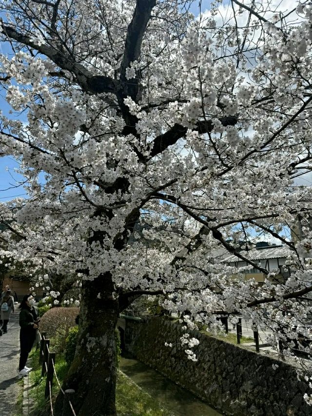 Philosopher’s Path: A Serene Walk Through Kyoto’s Heart