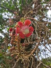 Penang Botanic Gardens – A Green Retreat with Colonial Roots