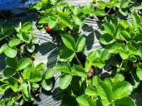 Pick your own strawberries in La Trinidad's Strawberry Farm