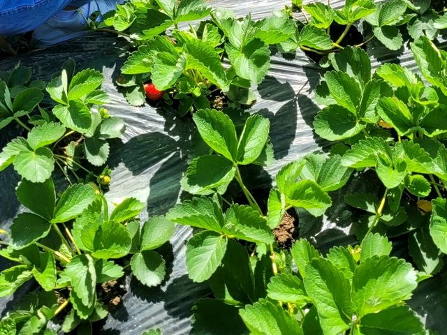 Pick your own strawberries in La Trinidad's Strawberry Farm
