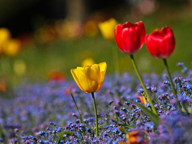 Edinburgh’s Spring Gardens and Castles