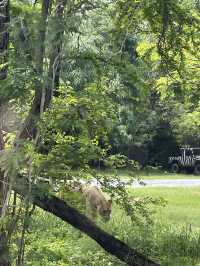 Wildlife experience in Safari World Bangkok