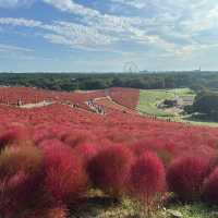 Fiery red carpets with kochia bushes in Hitachi Seaside Park