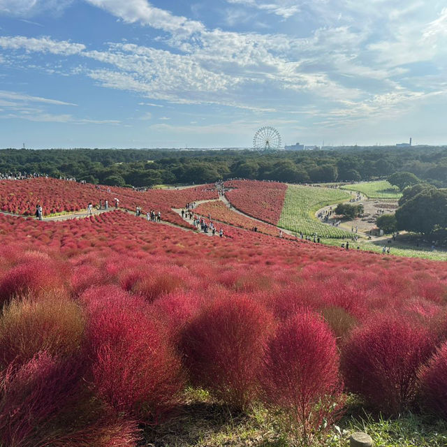 Fiery red carpets with kochia bushes in Hitachi Seaside Park