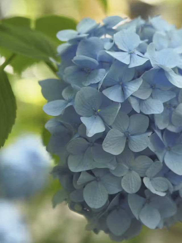 鎌倉　オススメ紫陽花スポット　2選