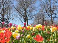 Keukenhof: A Dreamlike Stroll Through Spring’s Finest