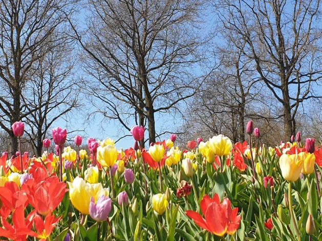Keukenhof: A Dreamlike Stroll Through Spring’s Finest