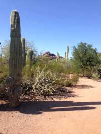 Desert Botanical Garden – Nature’s Art in the Arizona Sun