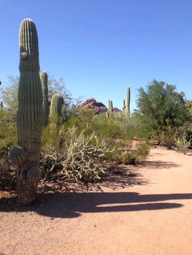Desert Botanical Garden – Nature’s Art in the Arizona Sun