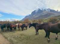 해외여행 칠레 Welcome Center Parque Nacional Torres del Paine