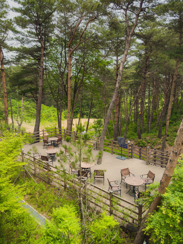 소나무숲뷰가 멋진 양양의 카페🌿