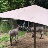 🦘 Brisbane | A Guide to Getting Up Close with Kangaroos