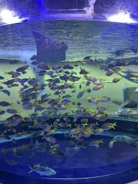 【兵庫】神秘的でアートな水族館