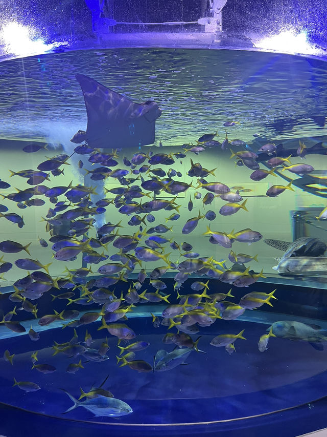 【兵庫】神秘的でアートな水族館
