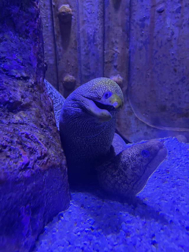 Attractions to visit in SEA LIFE Sunshine Coast Aquarium