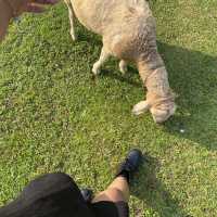 ลานสกา ฟาร์มแกะ – นครศรีธรรมราช 🐑🌳
