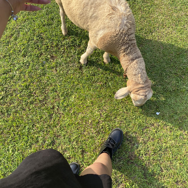 ลานสกา ฟาร์มแกะ – นครศรีธรรมราช 🐑🌳