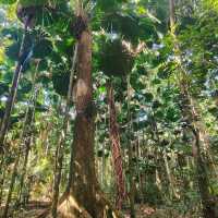 Daintree Rainforest – QLD