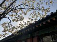 The beauty of Suwon 
