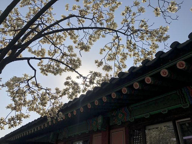 The beauty of Suwon 
