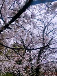 ชมซากุระบานที่ Ueno Park