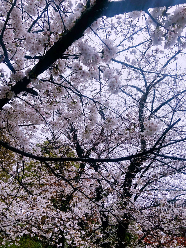 ชมซากุระบานที่ Ueno Park
