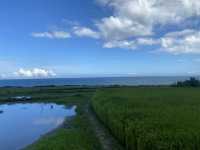 巴特虹岸  🌾 豐濱 新社梯田 🌾