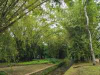 해외여행 브라질에서 가장 큰 식물원 Botanical Garden of Rio de Janeiro