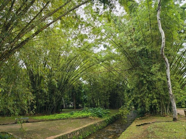 해외여행 브라질에서 가장 큰 식물원 Botanical Garden of Rio de Janeiro