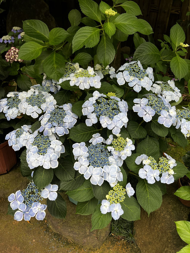 えっ、長谷寺って、紫陽花だけじゃないの？🇯🇵✈️🌎