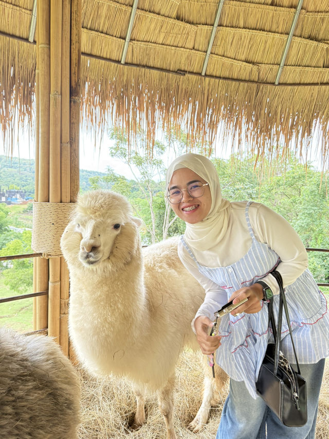 ฟาร์มแกะอัลปาก้า ม่อนแจ่ม 🐑