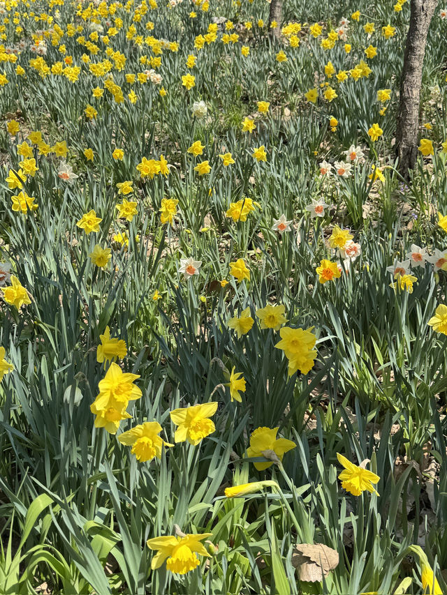 🌸 봄을 걷다, 화담숲 여행기