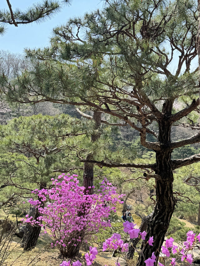 🌸 봄을 걷다, 화담숲 여행기