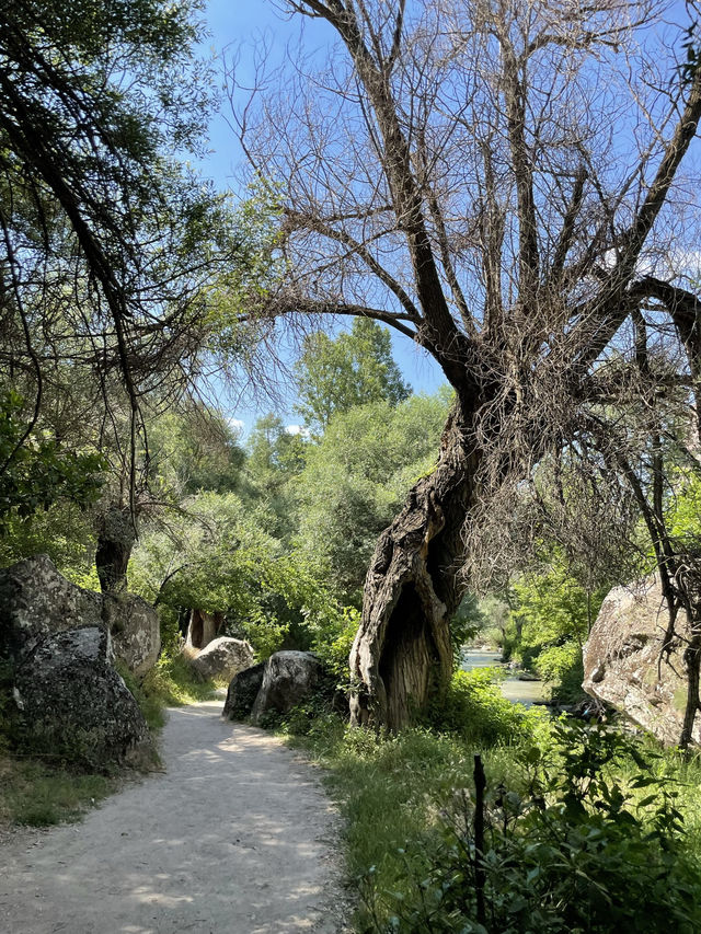 Beautiful walk in nature along the river🥹✨