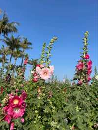 🌺學甲蜀葵花