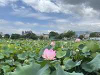 香港好去處 | 賞花 | 塱原自然生態公園 | 荷花