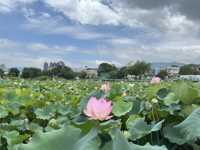 香港好去處 | 賞花 | 塱原自然生態公園 | 荷花